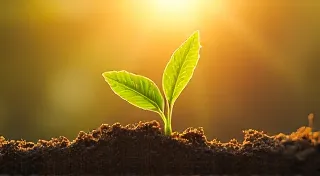 The Magnetic Seed: Cultivating Creativity Through Exploration